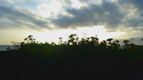Sunset plants sky clouds Stock Footage 32181126