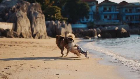 Sunset Players Vidéo 128079965