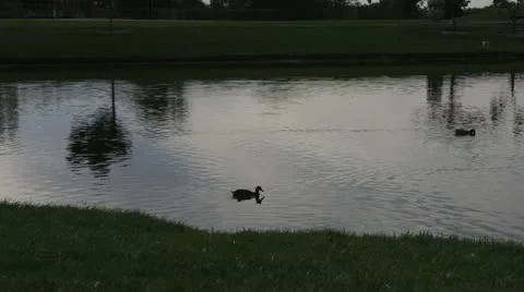 Sunset on pond with ducks Stockbeeldmateriaal 14610569