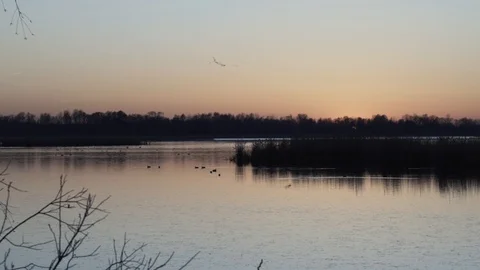 Sunset at the pond. A flock of ducks Video stock 104733198
