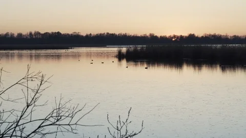 Sunset at the pond. A flock of ducks Stock Footage 104735775