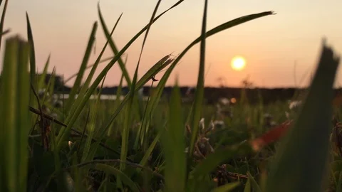 Sunset by the Pond Stock Footage 99118077