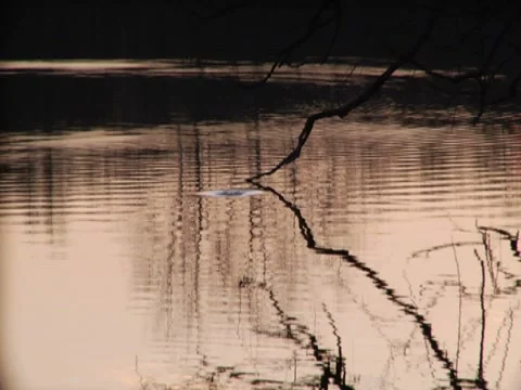 Sunset Pond Lake Waves Water Droplets Fish Jump Silhouette Trees Ambient 動画素材 7764391