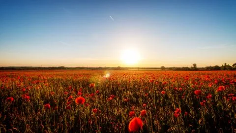 Sunset with poppies Stock Photos