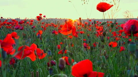 Sunset in poppy field Stock Footage 65323009