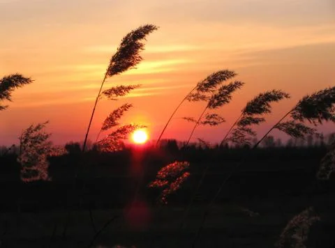 Sunset in a prairie Stock Photos