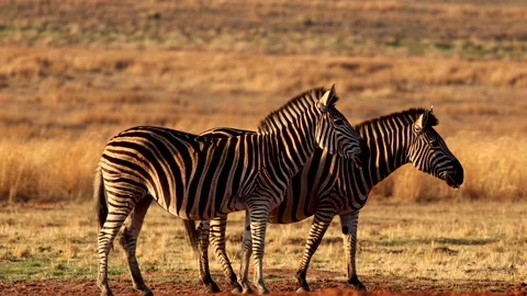 Sunset profile view of Plains zebra pair standing in dry African plain Stock Footage 289842469