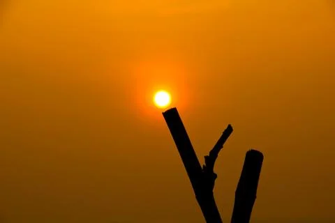 Sunset on the prong tree. Stock Photos