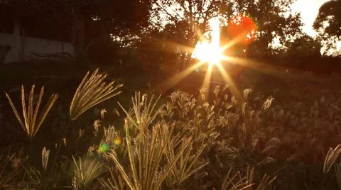 Sunset pull out and push in slider shot in grass Stock Footage 47075408