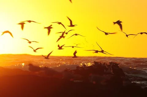 Sunset at Punta del Este with birds over ocean waves Stock Photos