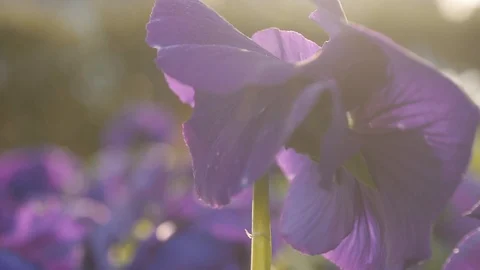 Sunset purple flower Stock Footage 111952782