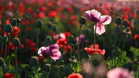 Sunset with a Purple Poppy Stock Footage 195960362