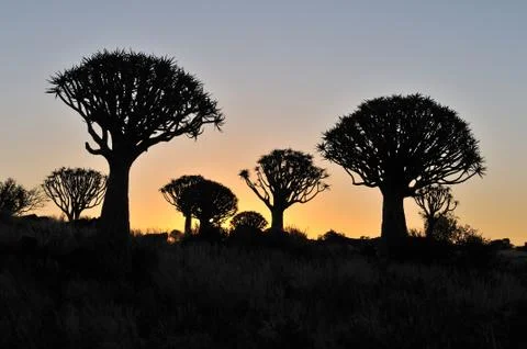 Sunset at the Quiver Tree Forest, Namibia Stock Photos