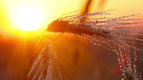 Sunset. rain drops on the ear of wheat. Video stock 34722830