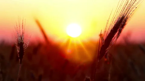 Sunset. rain drops on the ear of wheat. Stock Footage 89005859