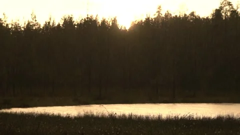 Sunset rain in the forest with lake, Kuhmo, Finland, Europe. Rain in the lake. F Stock Footage 277877801