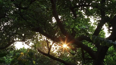 Sunset in the Rainforest, Democratic Republic of Congo, Africa Stock Footage 84164169
