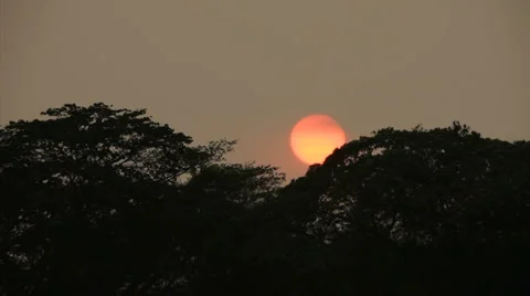 Sunset rainforest Vidéo 1080077