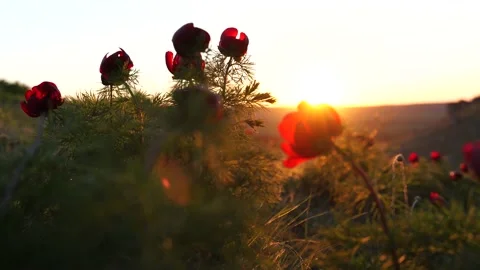 Sunset rays are visible through the petals of a wild peony. Stock Footage 164605984
