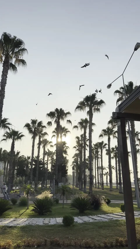 Sunset rays falling through palm trees with birds flying on the sky Stock Footage 200384253