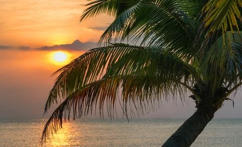 Sunset rays filter through palm leaves, illuminating the ocean and creating.. Stock Photos