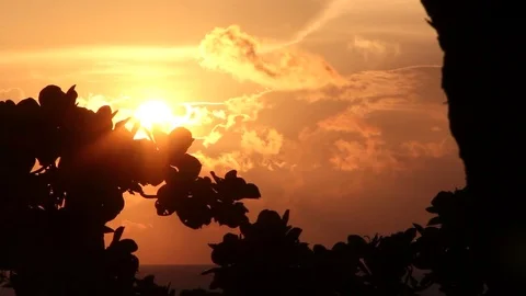 Sunset Rays Filter Trough Leaves Stock Footage 76023091