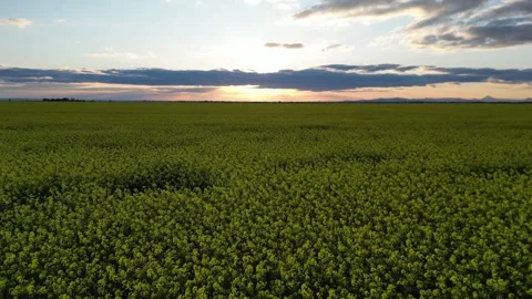Sunset Rays Over Verdant Canola Field Stock Footage 273510440