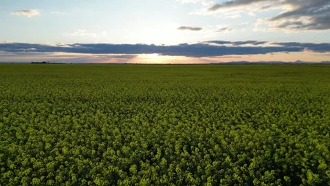 Sunset Rays Over Verdant Canola Field Stock Footage 273510593