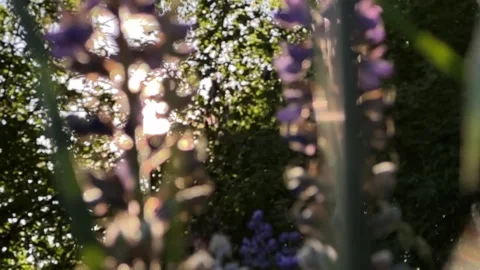 Sunset rays piercing through lupine flowers and leaves. Golden light filter.. Stock Footage 340144692