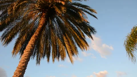 Sunset rays reflection on date palm leaves Видео 131333822