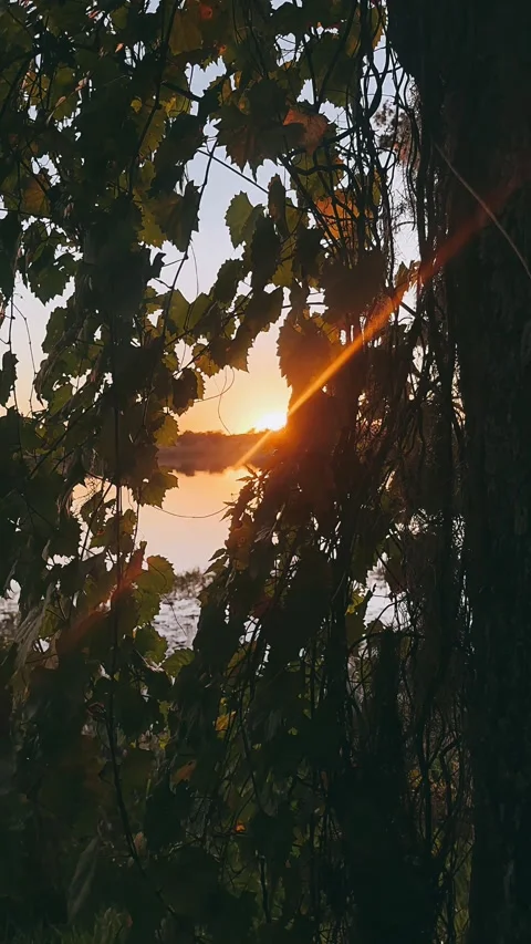 Sunset Rays Shining Through Forest Trees by the Lake Stock Footage 295529405