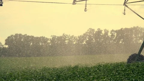At sunset in the rays of sunlight. irrigation system sprinkles water over green Stock Footage 111536267