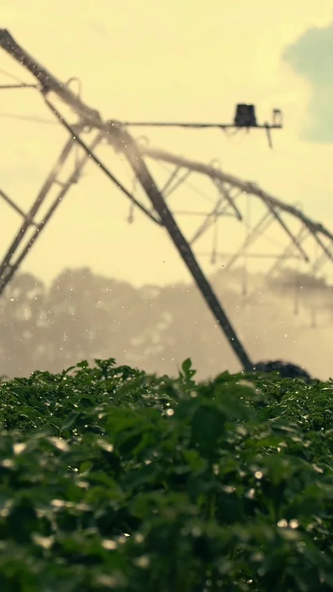At sunset in the rays of sunlight. irrigation system sprinkles water over green Stock Footage 321754079