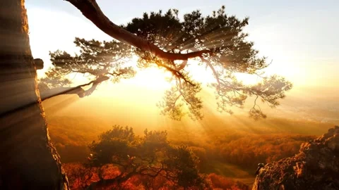 Sunset rays through autumn trees. Stock Footage 306285643