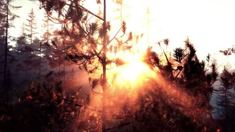 Sunset rays through pine branches Stock Illustration