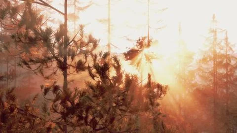 Sunset rays through pine branches Stock Illustration