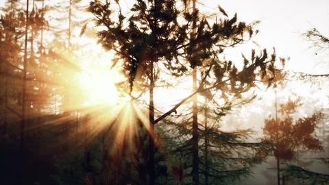 Sunset rays through pine branches Stock Illustration