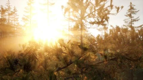 Sunset rays through pine branches Illustrazione stock