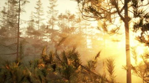 Sunset rays through pine branches Stock Illustration