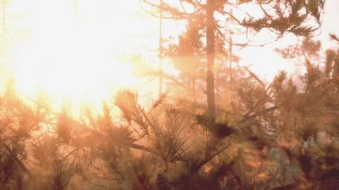 Sunset rays through pine branches Stock Illustration