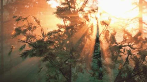 Sunset rays through pine branches Stock Illustration