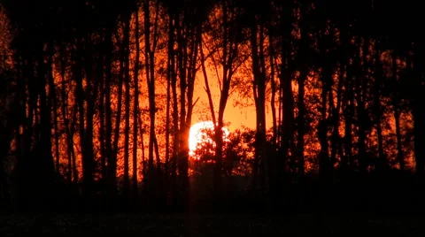Sunset the red sun through the trees. Timelapse. Stock Footage 42790016