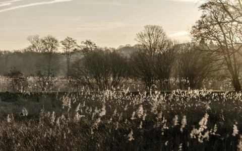Sunset with reed trees and a nice glow Stock Photos
