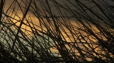 Sunset Reeds Stock Footage 8853168