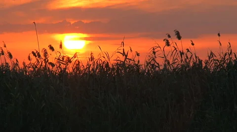 Sunset in the reeds Stock Footage 53301096