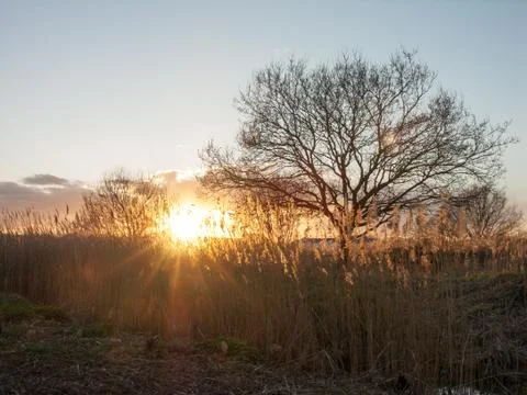 Sunset Reeds Stock Photos