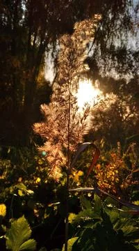 Sunset in the reeds Stock Photos