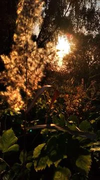 Sunset in the reeds Stock Photos