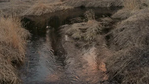 Sunset reflecting in a small stream that is surrounded by long dead grass. Stock Footage 153280590
