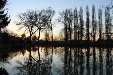 Sunset Reflection of Bare Trees on a Calm Lake Stock Photos